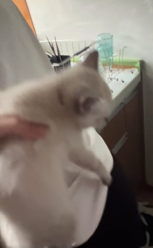 飼い主の腰から剥がされる子猫