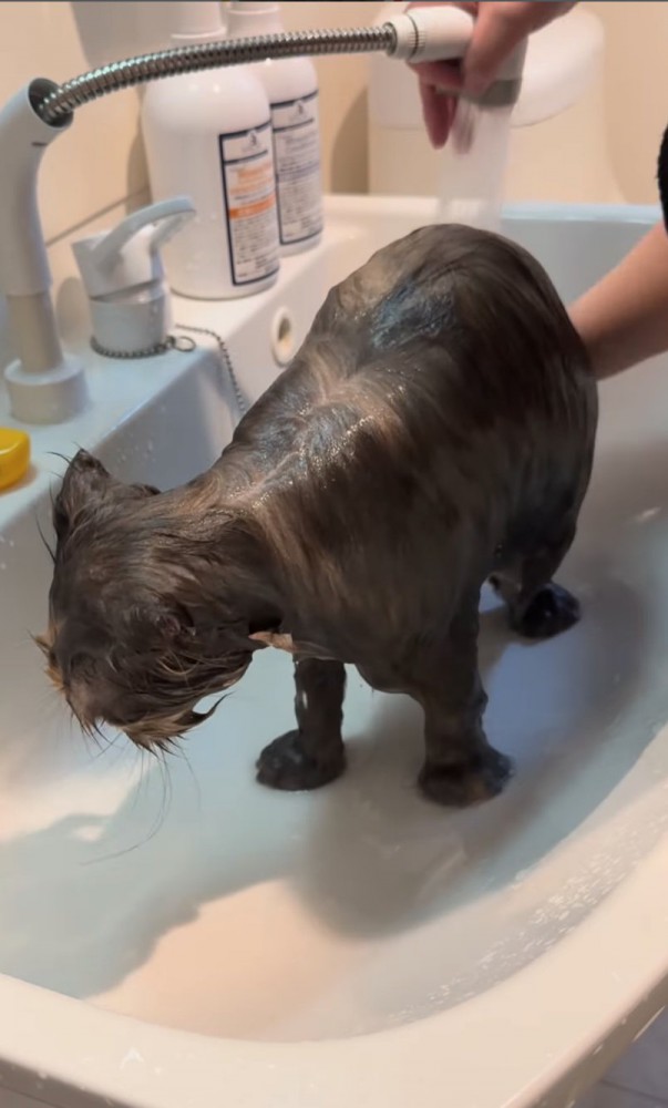 体を洗い流す猫