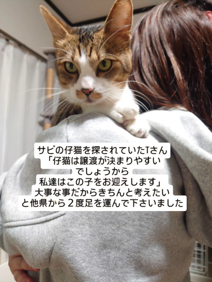 抱っこされる猫