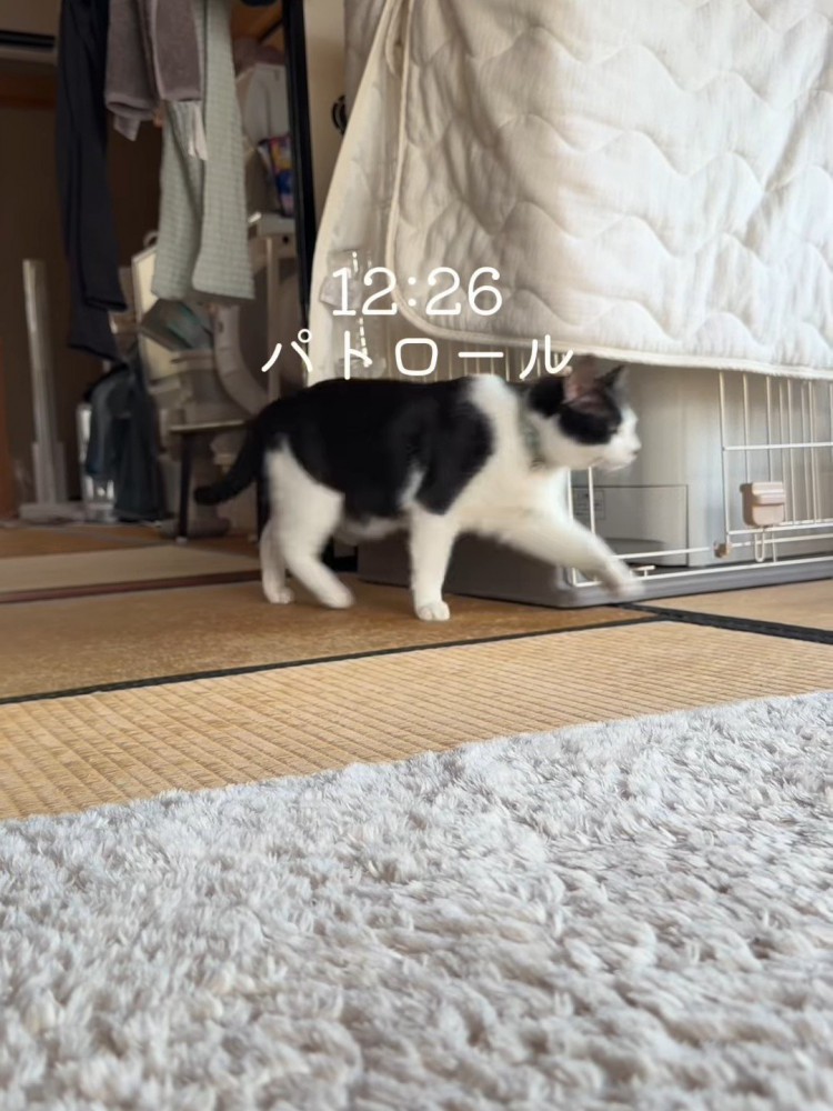 歩く猫