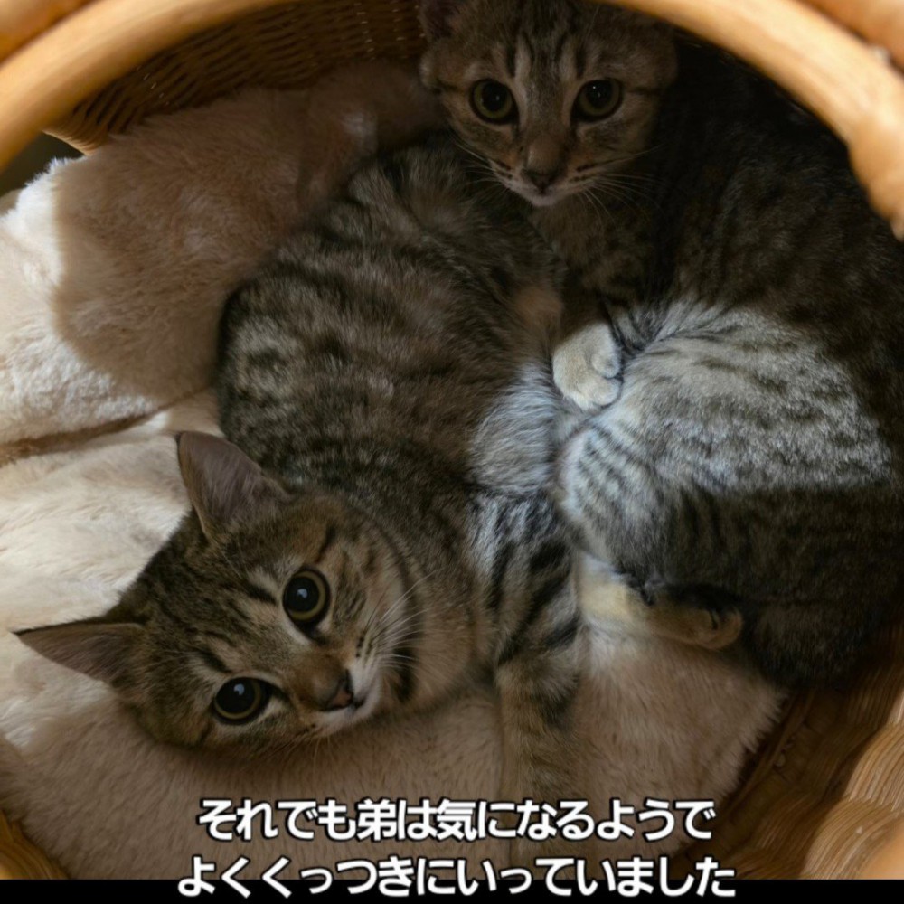 くっついている2匹の子猫