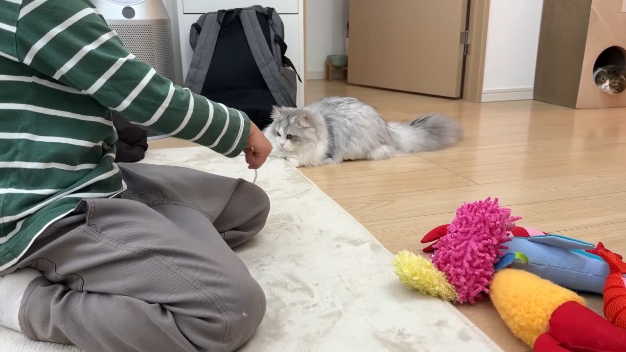 遊ぶしろがね丸くん