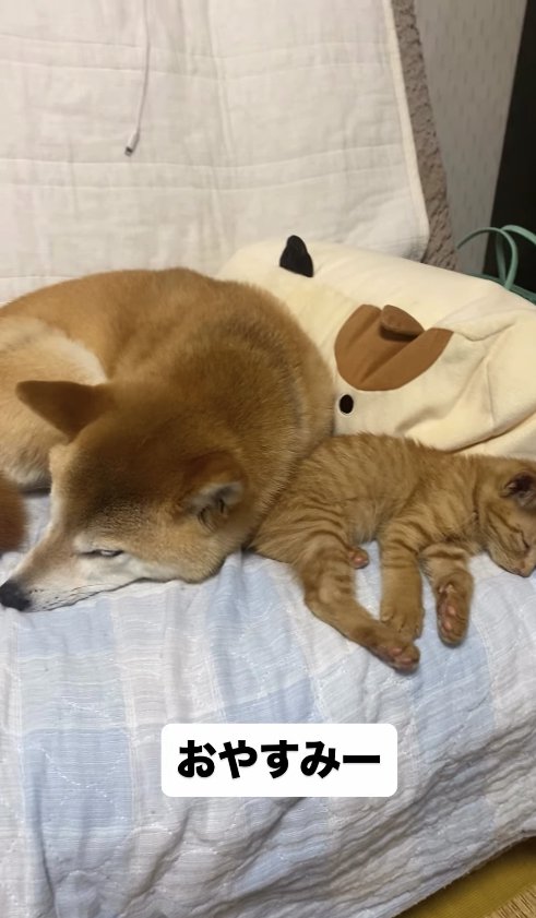 子猫と寄り添って眠る柴犬