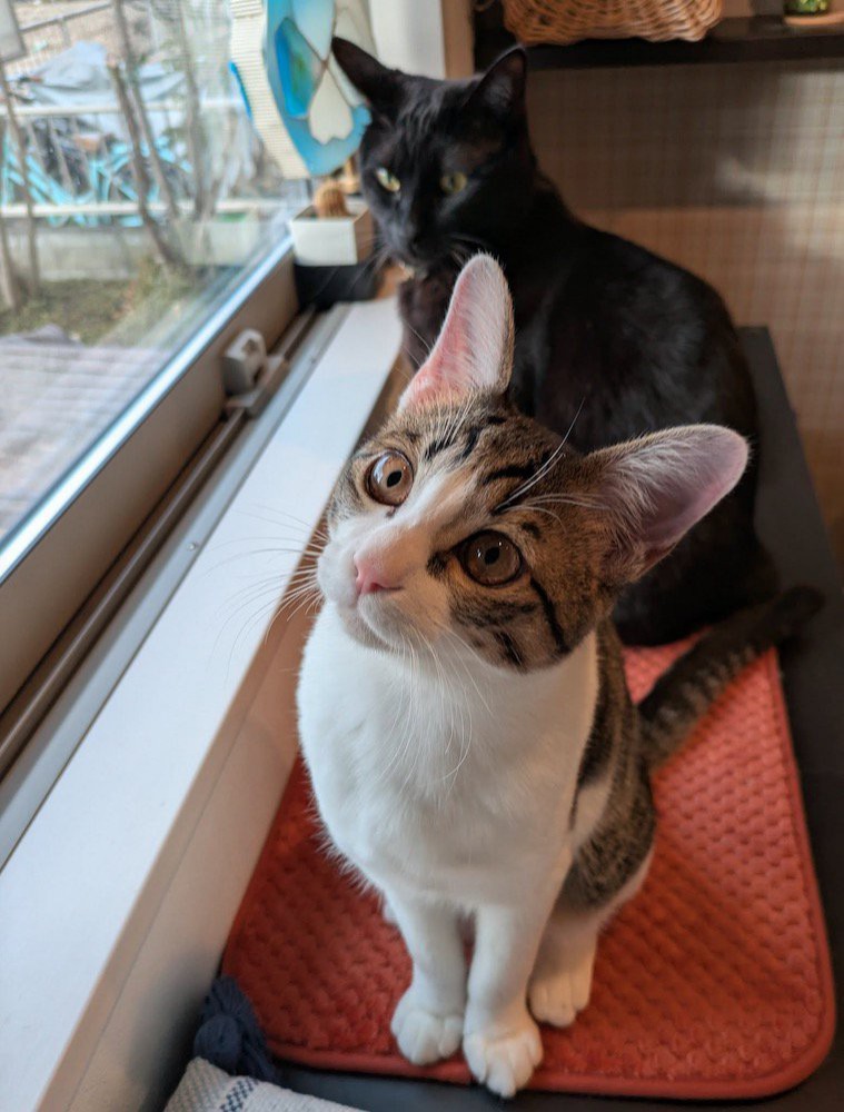 首をかしげながら飼い主を見つめる子猫