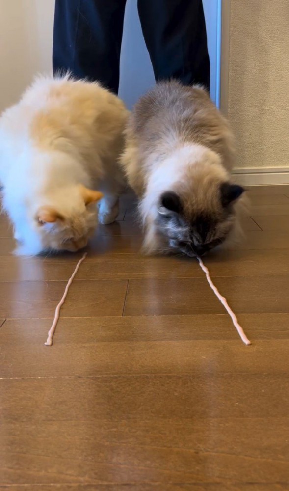 床のフードを食べる2匹の猫