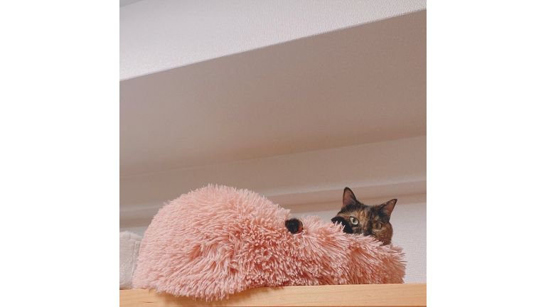 猫ベッドにいる猫