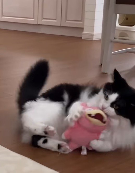 転がりながらぬいぐるみを掴む猫