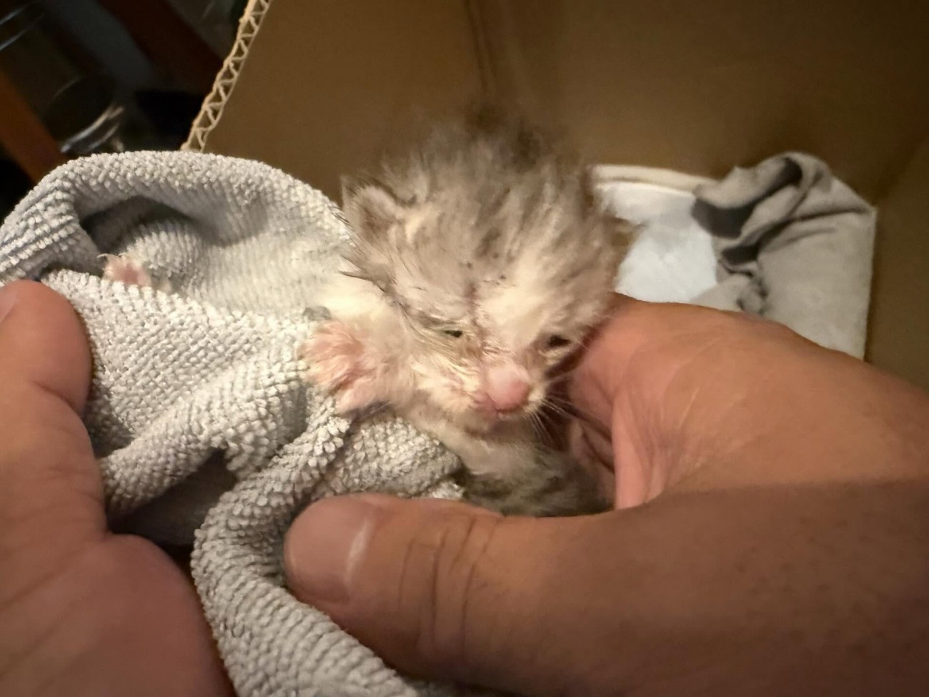 小さくて弱々しい子猫