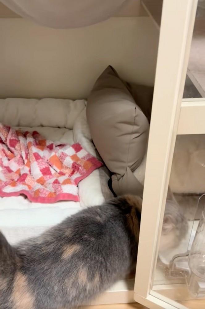 台に向かう猫