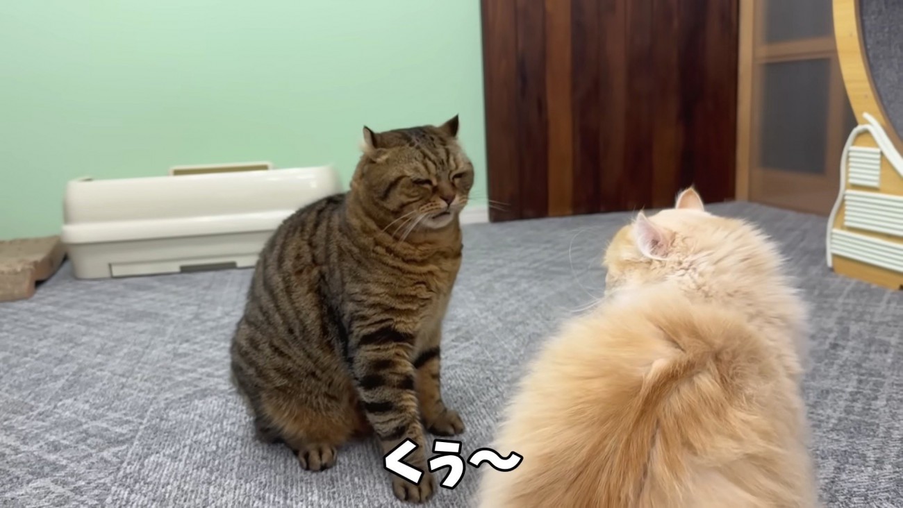 つむぎくんのフレーメン反応