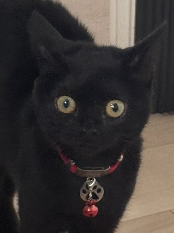 黒猫の子猫の驚いた表情のドアップ