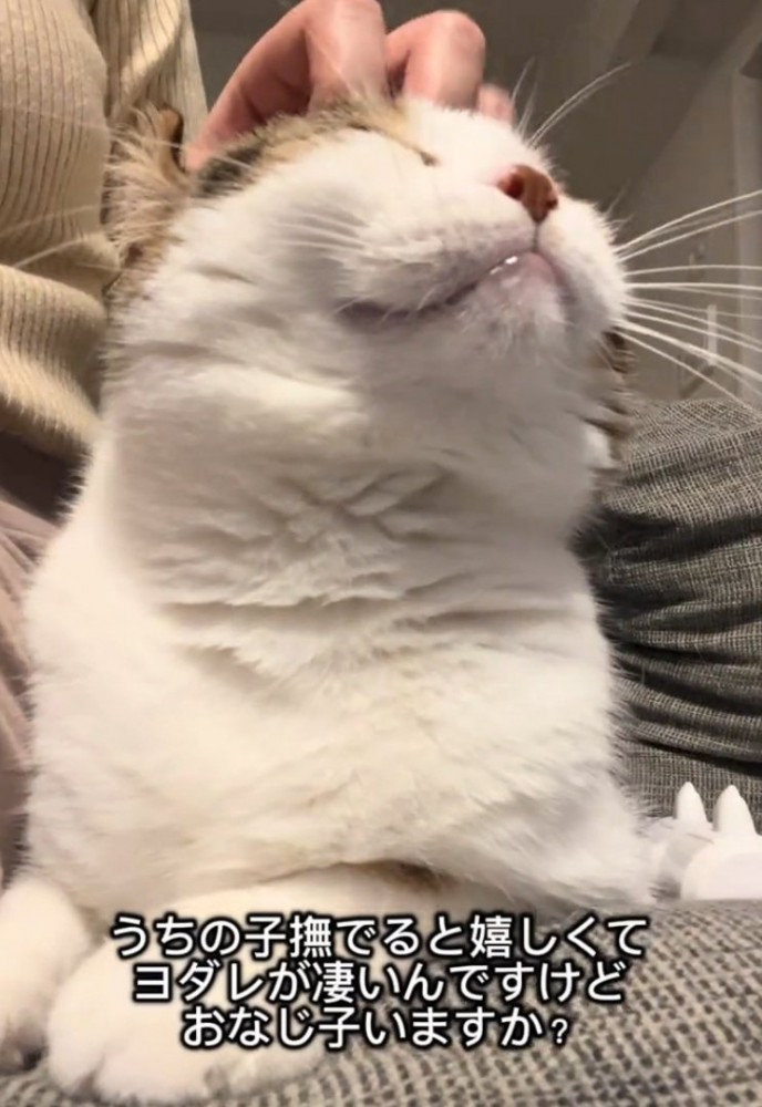 撫でられる猫