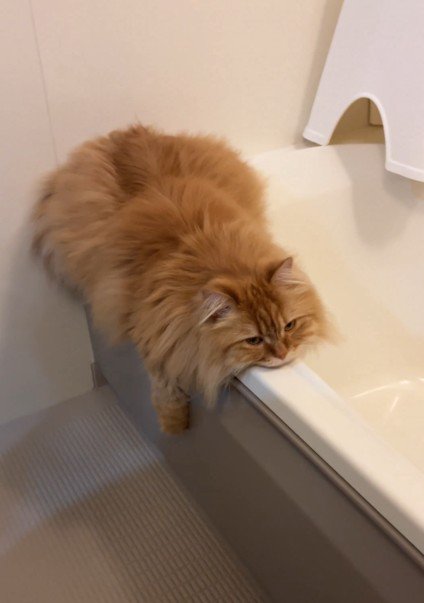 お風呂場で脱力している猫