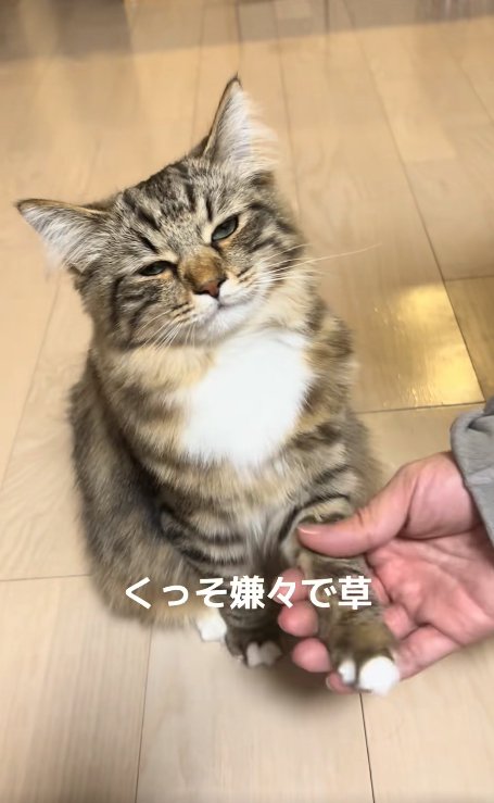 半目で左前足を掴まれている猫