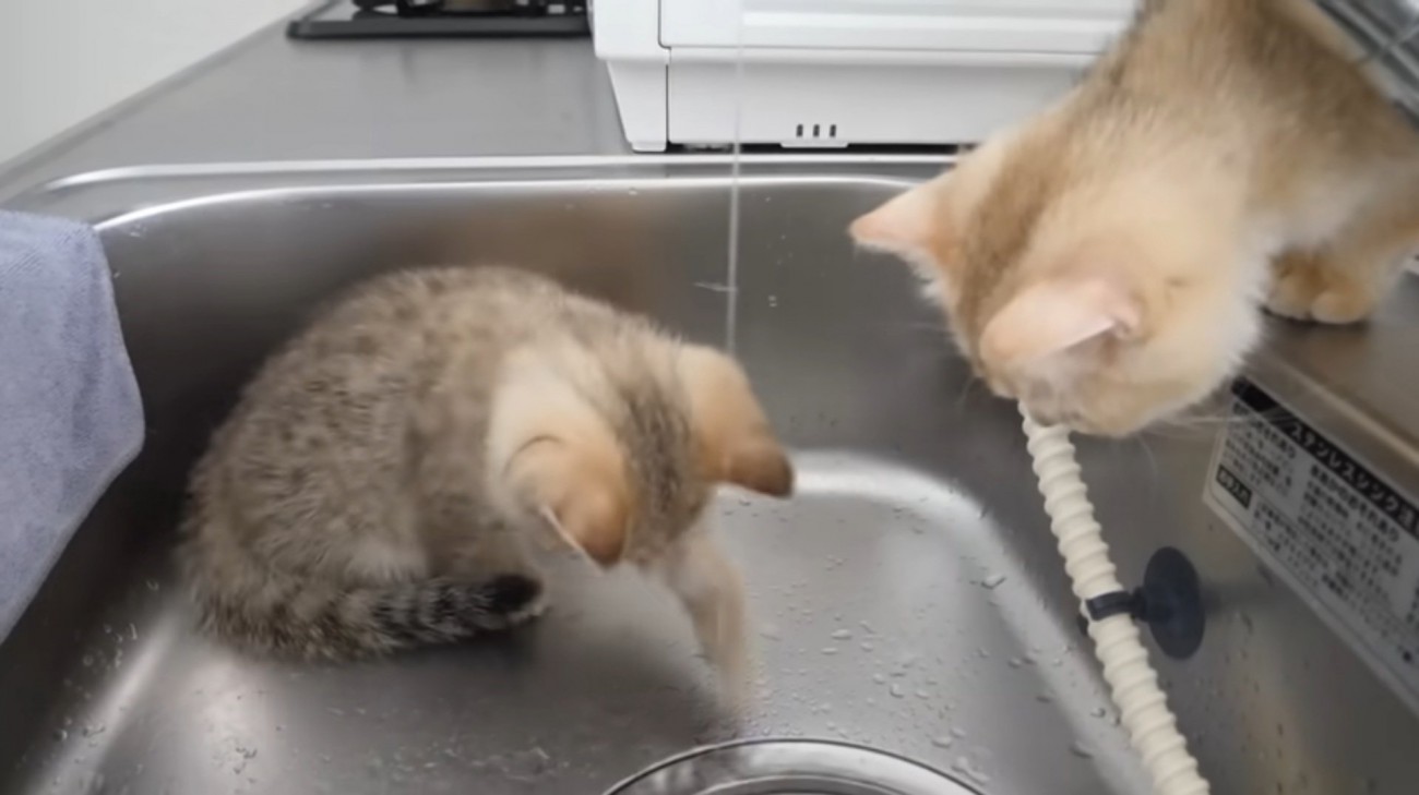 パンチする子猫