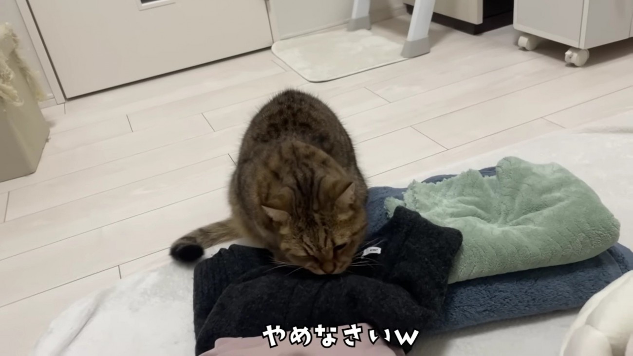 ボタンを噛むみにらくん