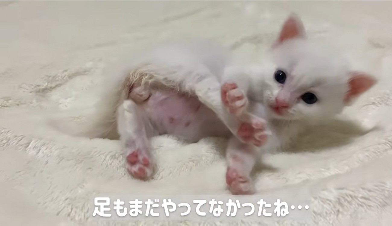 横になって毛づくろいしている子猫