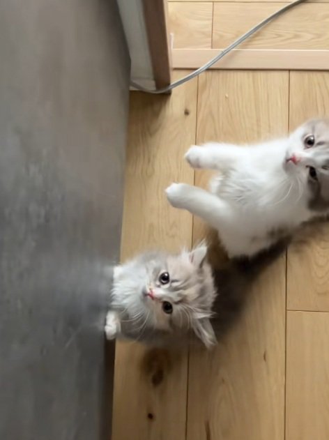 後足で立っておやつをほしがる2匹のミヌエットの子猫