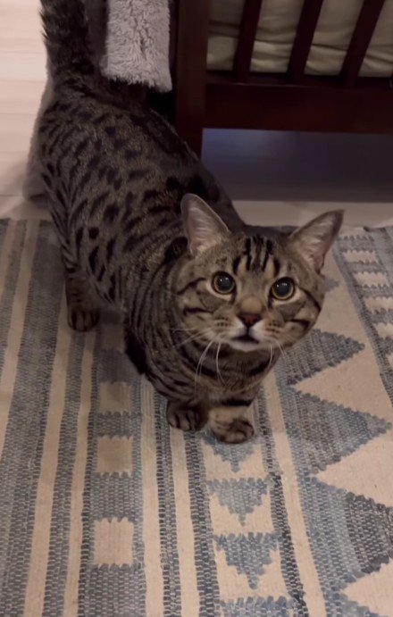 向かってくる猫