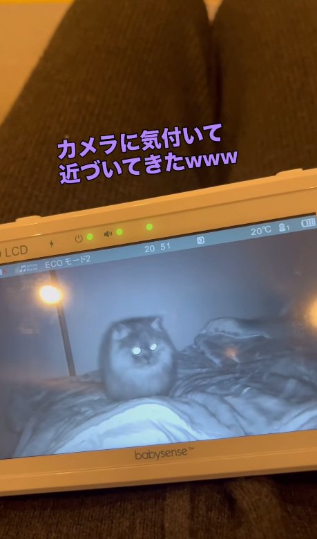 歩く猫
