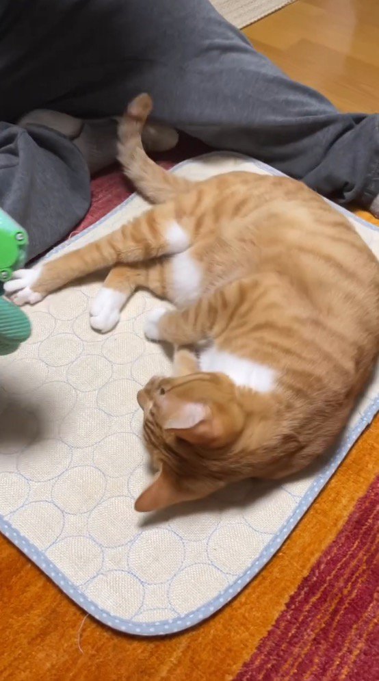 ペット用マットの上に寝転がる猫