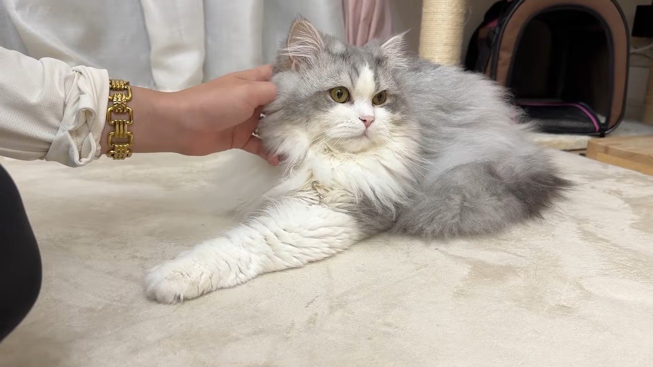 しろがね丸くん