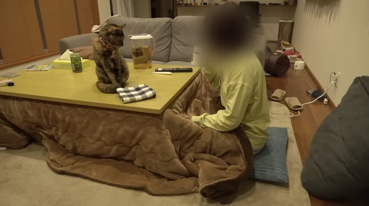 こたつに入る飼い主とテーブルの上の猫