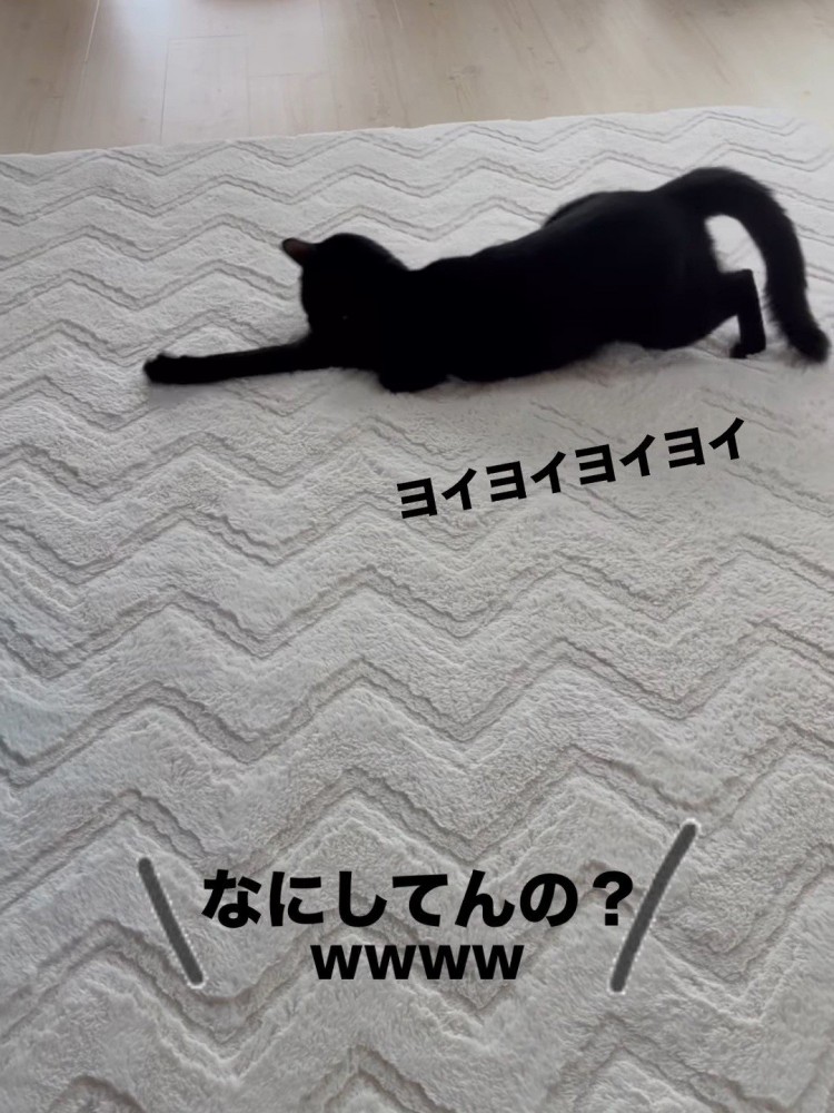 前足を伸ばす猫