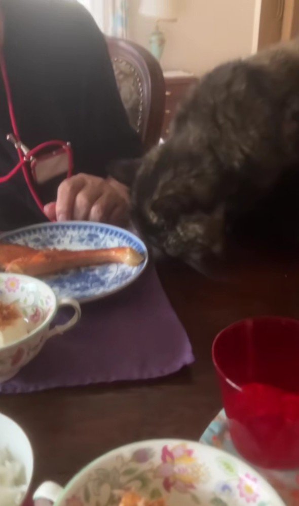 食卓の猫