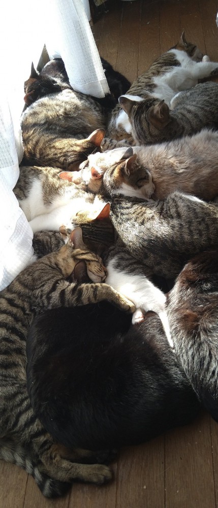 しあわせそうに眠る猫たち