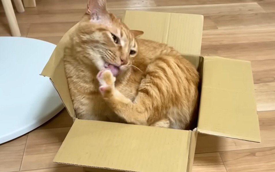 箱の中で毛づくろいをする猫