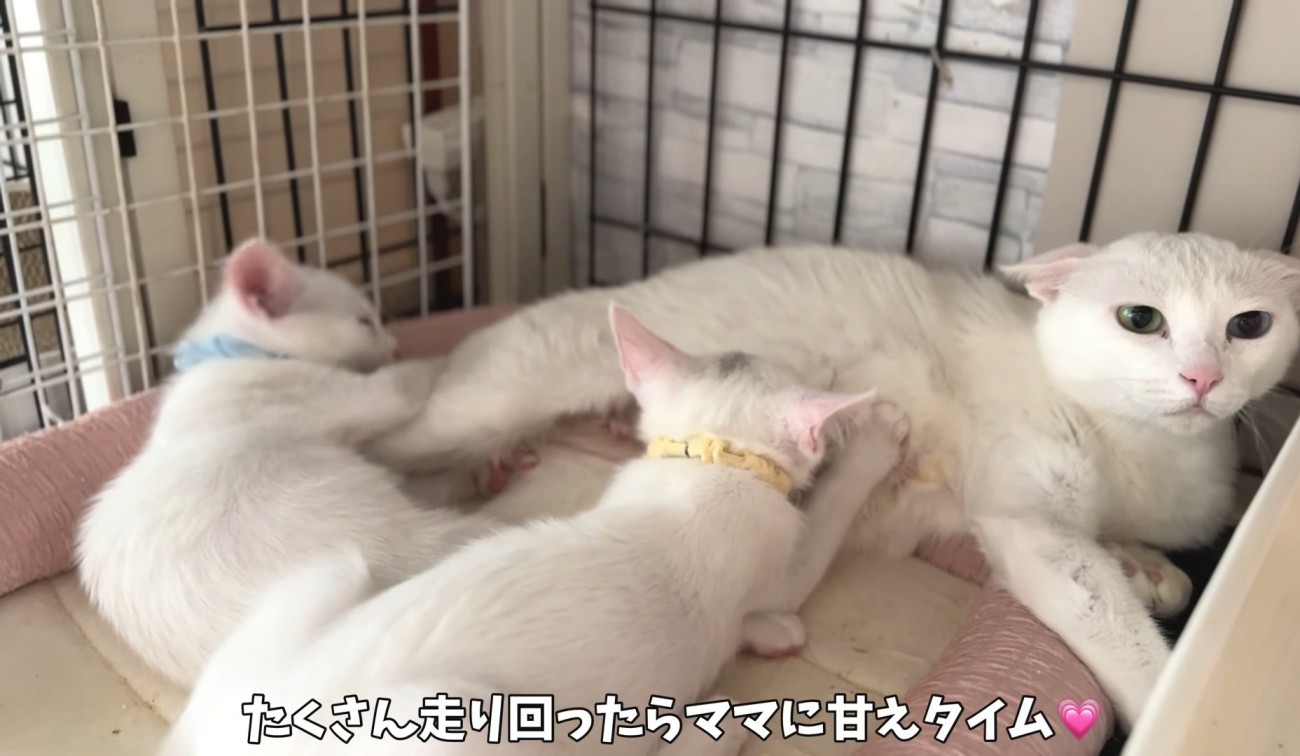 甘える猫