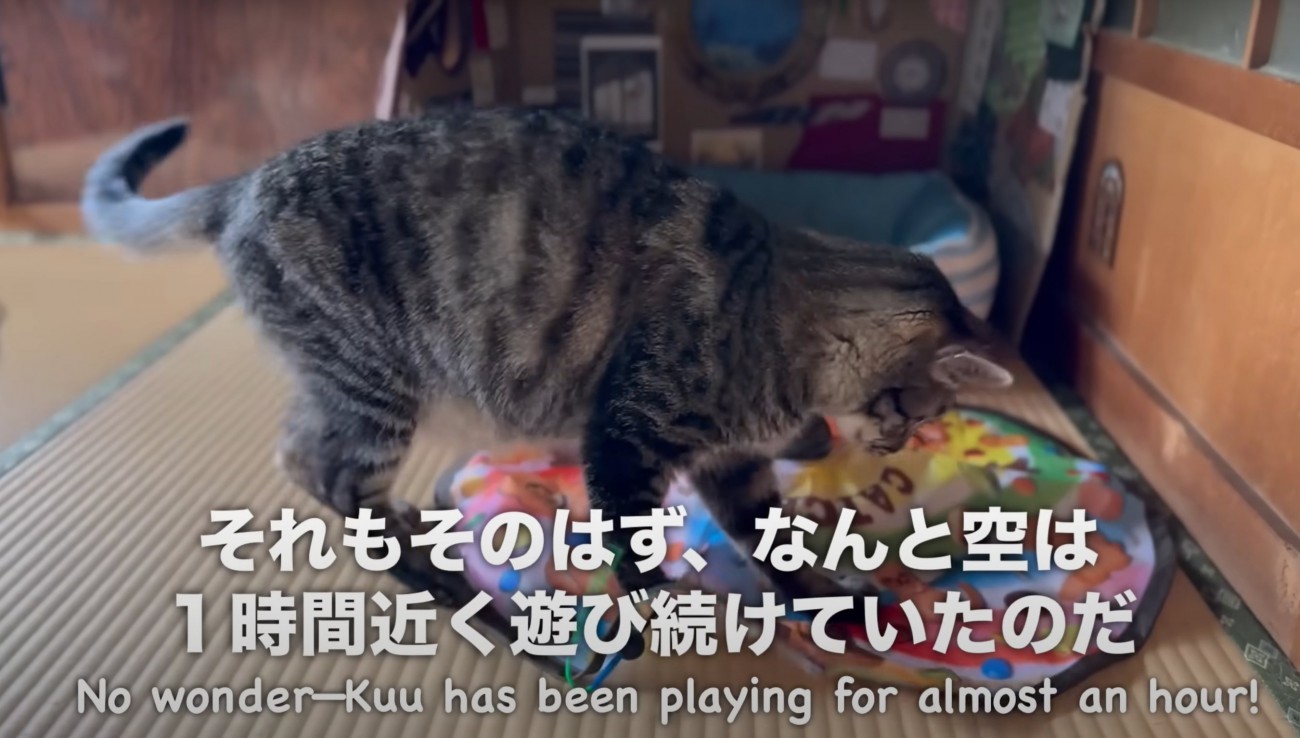 おもちゃを捕まえる猫