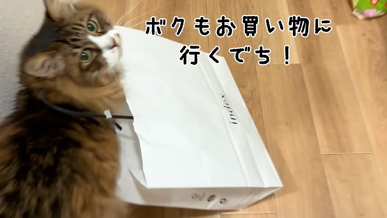 ボクもお買い物に行くでち！