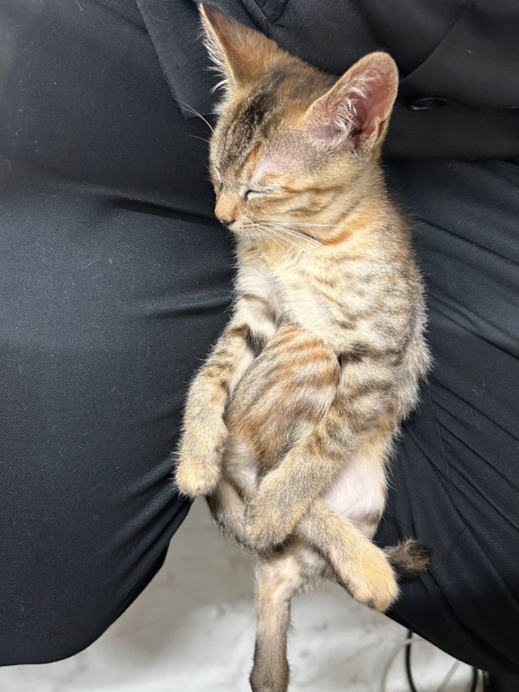 足を組んで眠る子猫