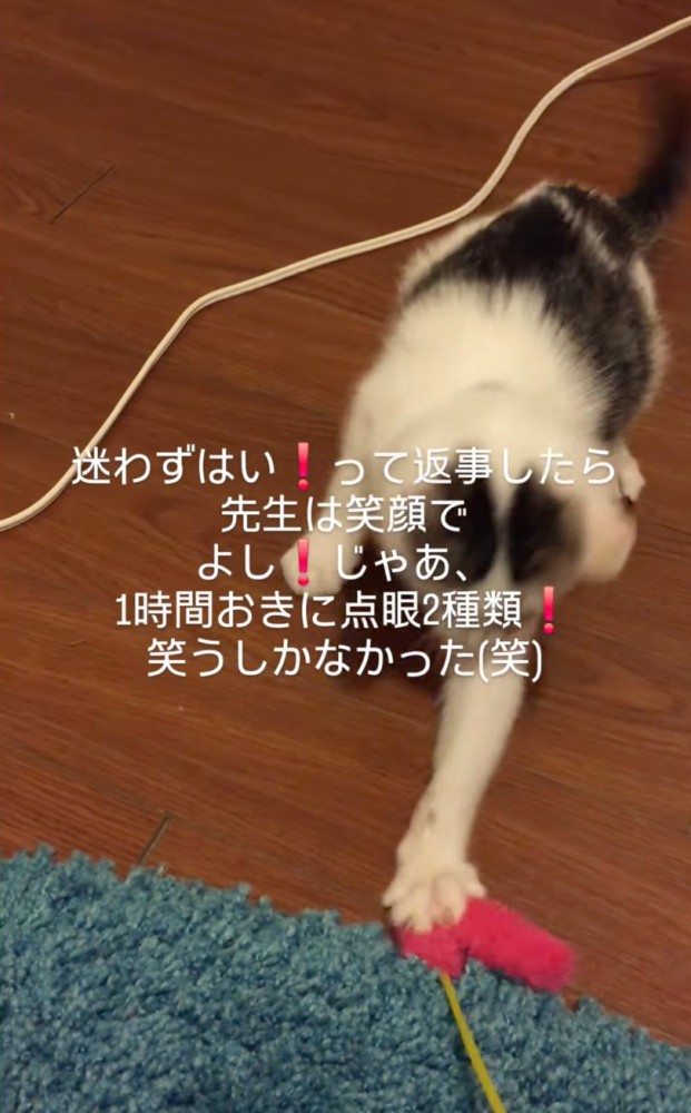 おもちゃで遊ぶ子猫