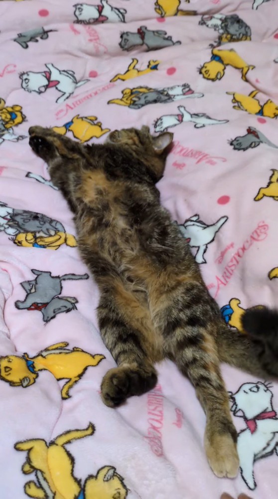 飼い主にお腹を触られてしっぽを動かす猫