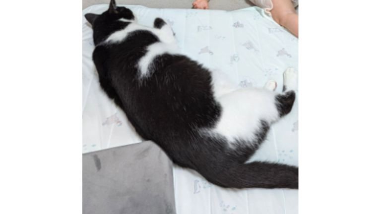 猫と赤ちゃん