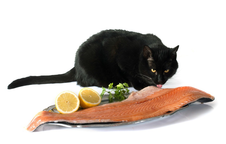 猫は鮭（サーモン)を食べても大丈夫！皮は？生でOK？注意点は？