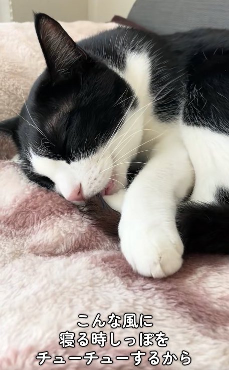 毛布の上で尻尾をくわえて目を瞑っている猫
