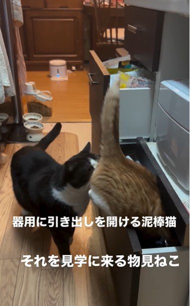 引き出しを開けている猫とそれを見ている猫