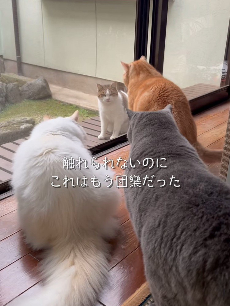 向かい合う猫たち
