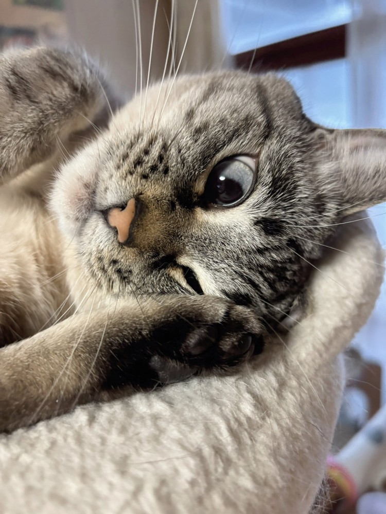 片目を閉じて横向きになっている猫の顔のアップ