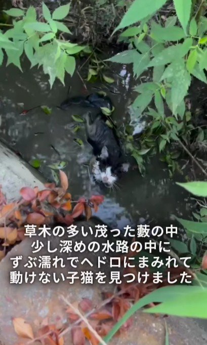 水路にいる子猫
