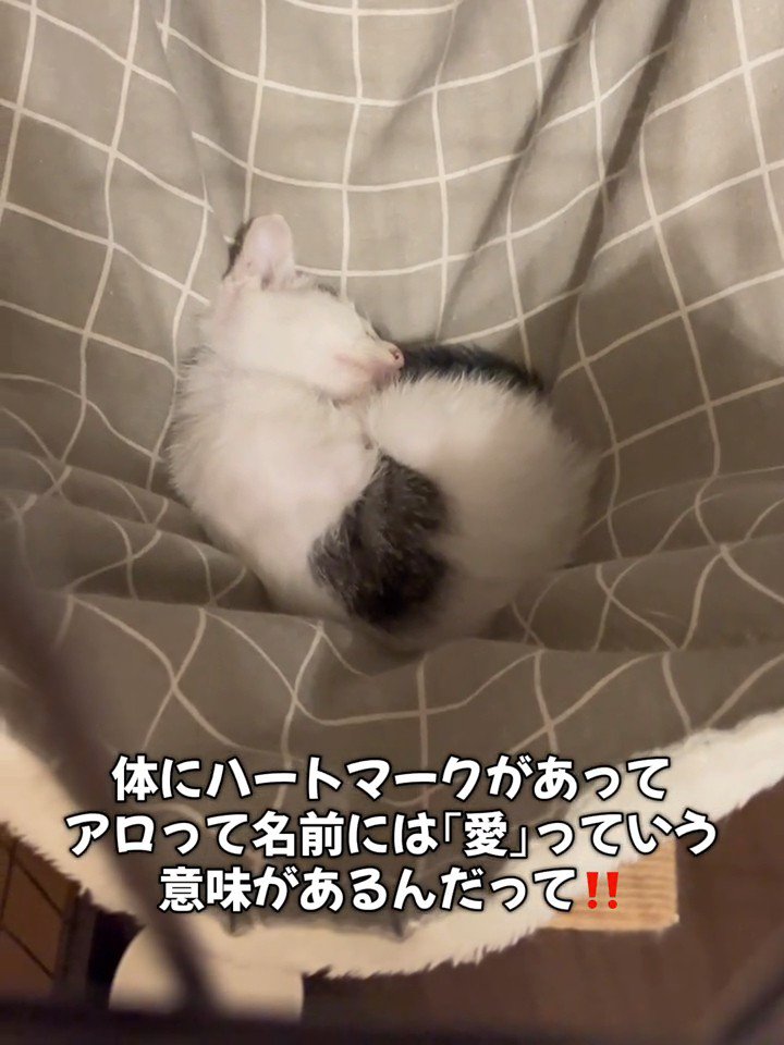 寝ている子猫