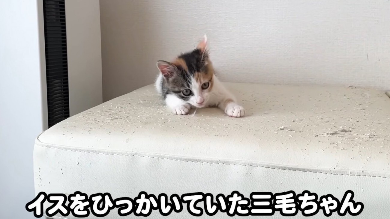イスをひっかく三毛ちゃん