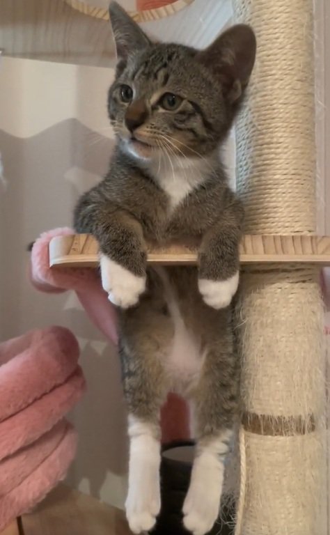 キャットタワーの穴にはまって座っている子猫