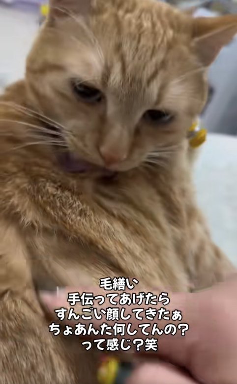 毛づくろいしている猫の体に人差し指で触れている飼い主の手