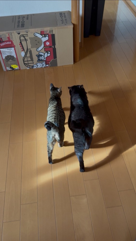 サラミちゃんとラムちゃんが歩く姿