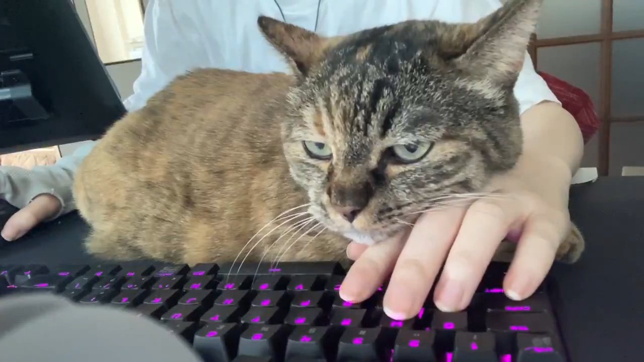 人の手に顔を乗せる猫